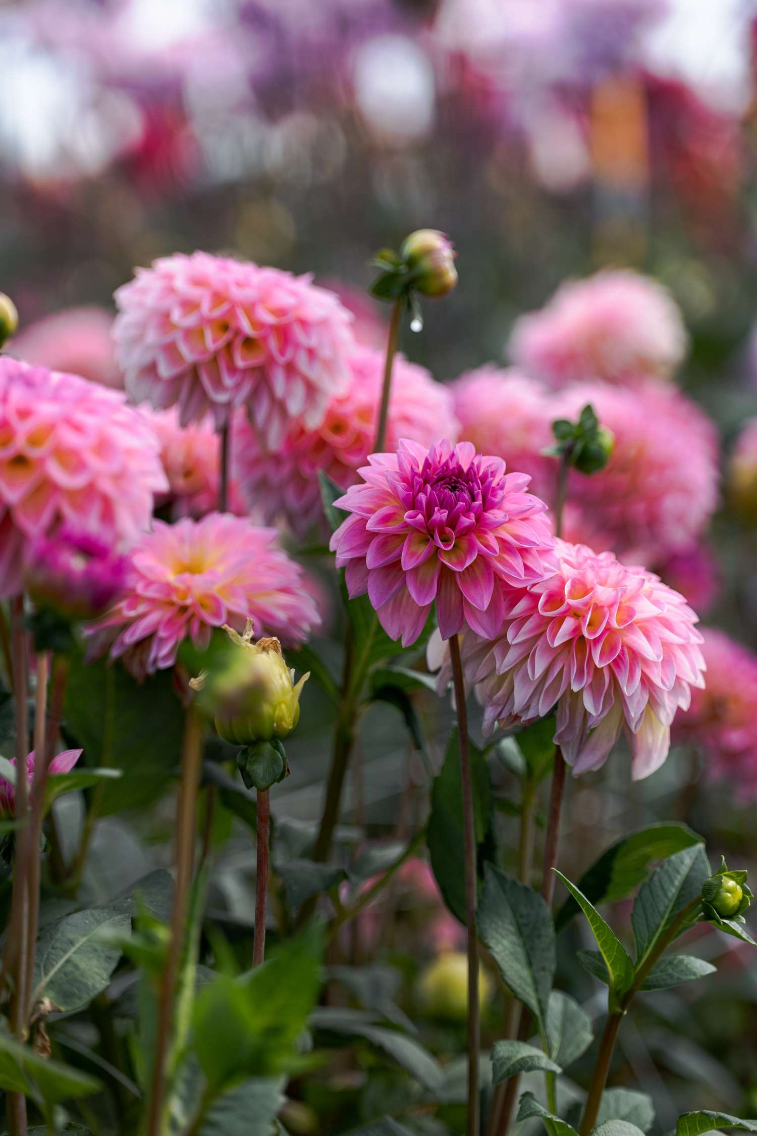 Dahlie 'Esli'